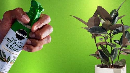 Miracle-Gro Leaf Protect and Shine: Why This 4-in-1 Spray Simplifies Indoor Plant Care