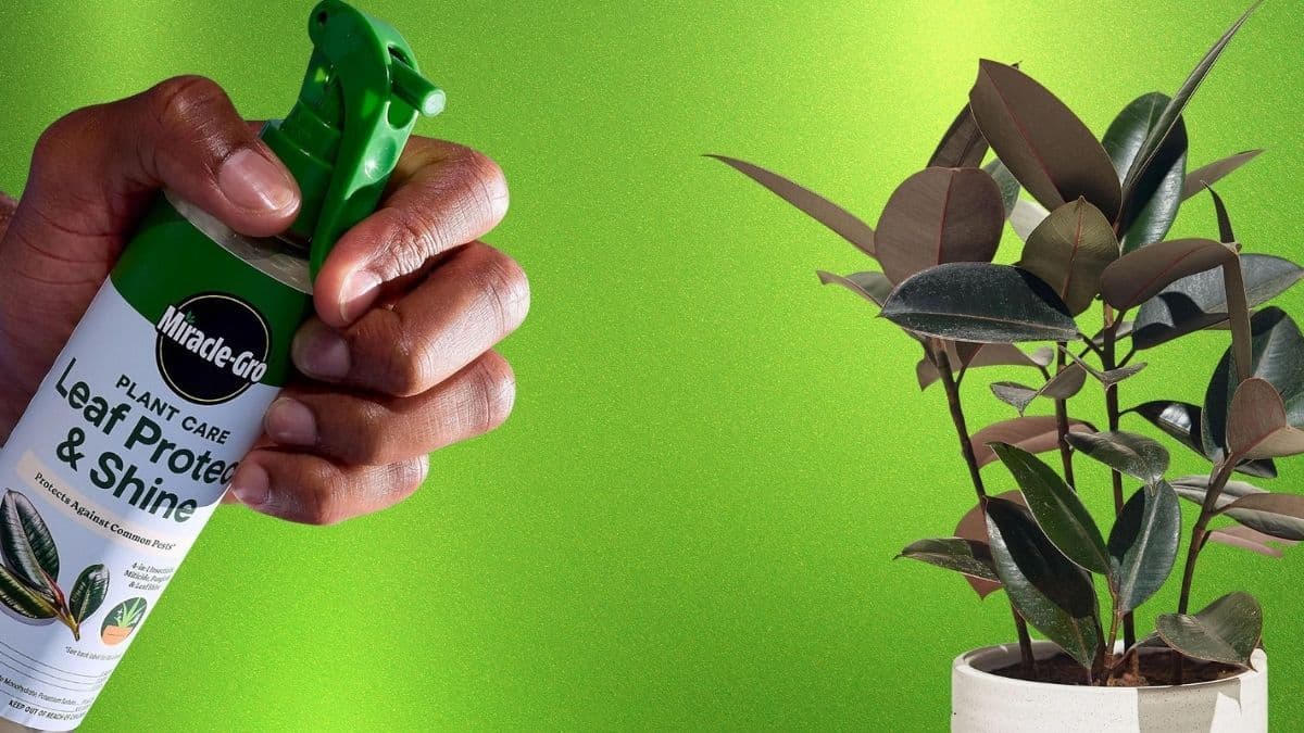Miracle-Gro Leaf Protect and Shine: Why This 4-in-1 Spray Simplifies Indoor Plant Care